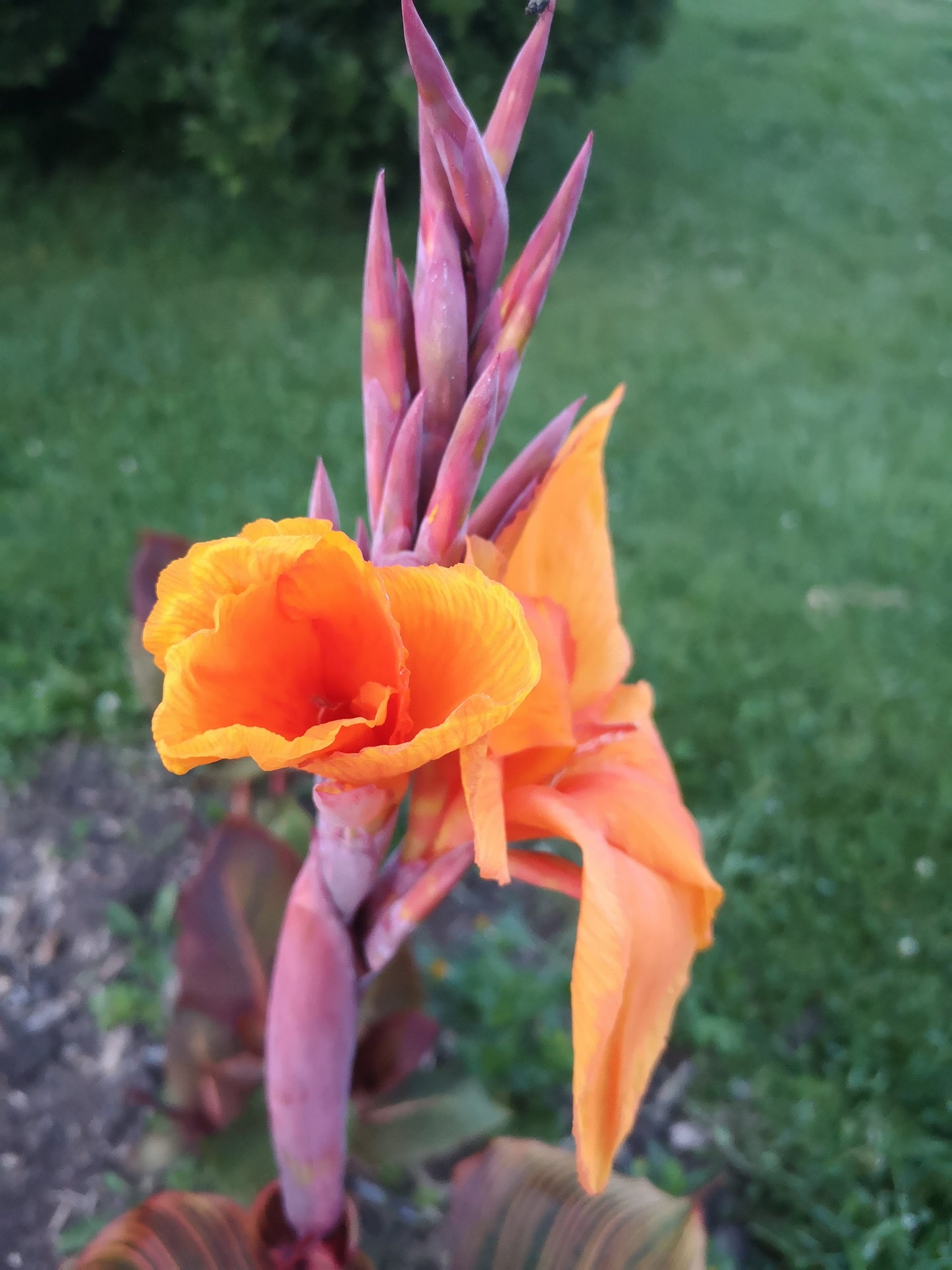 Durban Canna Lily Bulbs (Available for pick up anytime)
