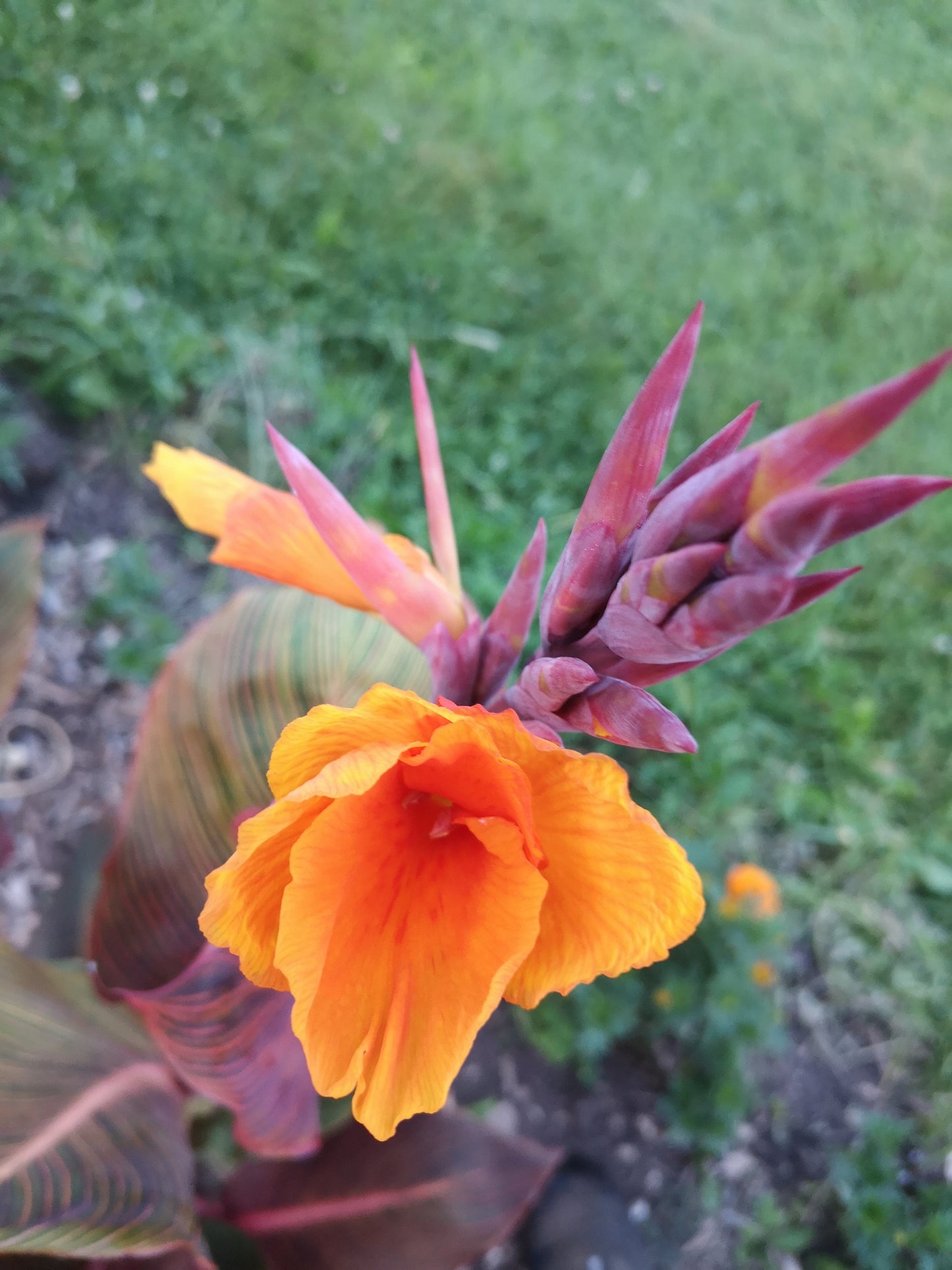 Durban Canna Lily Bulbs (Available for pick up anytime)