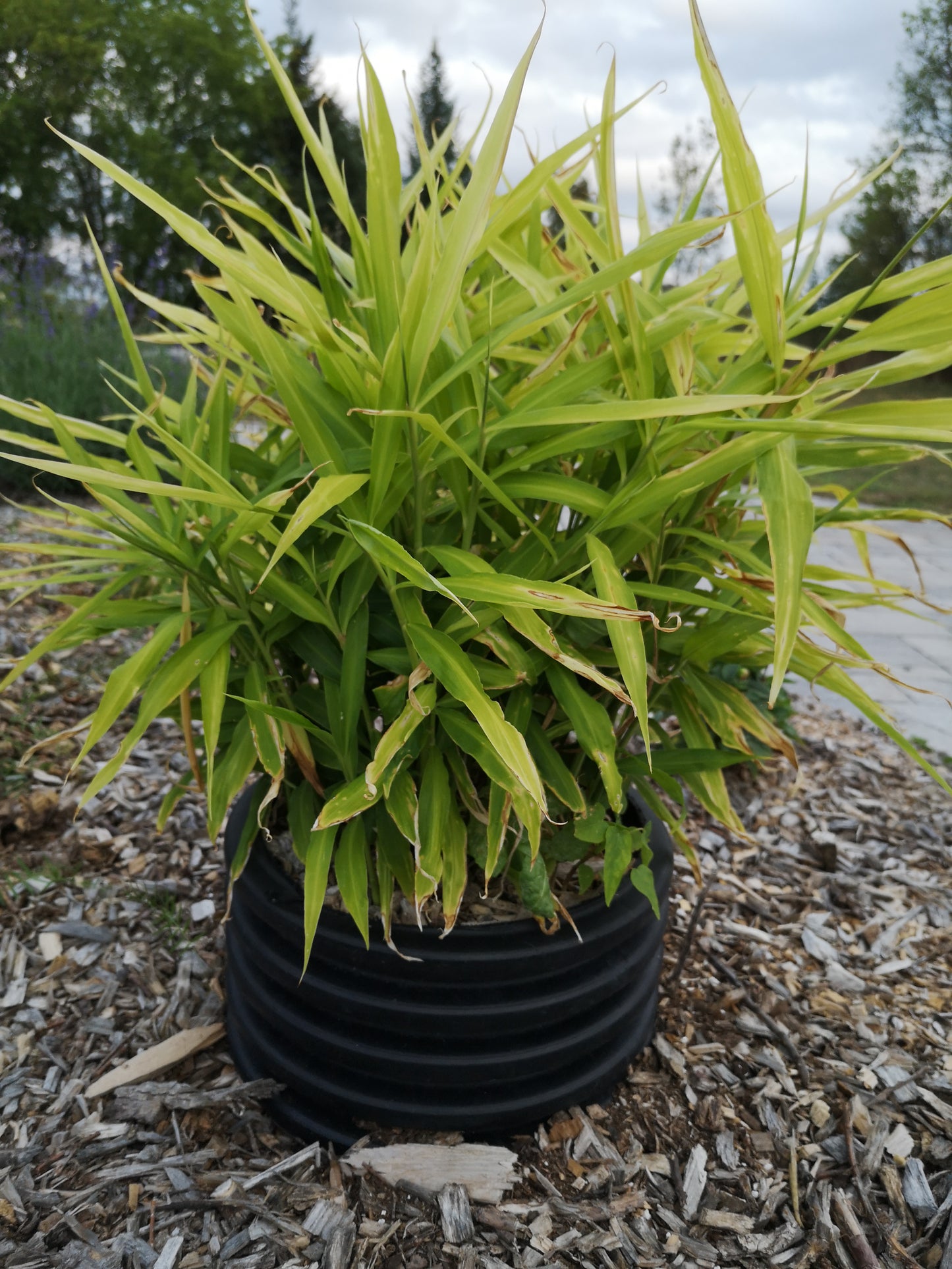 Ginger seedlings (plugs) for local pick up only (May)