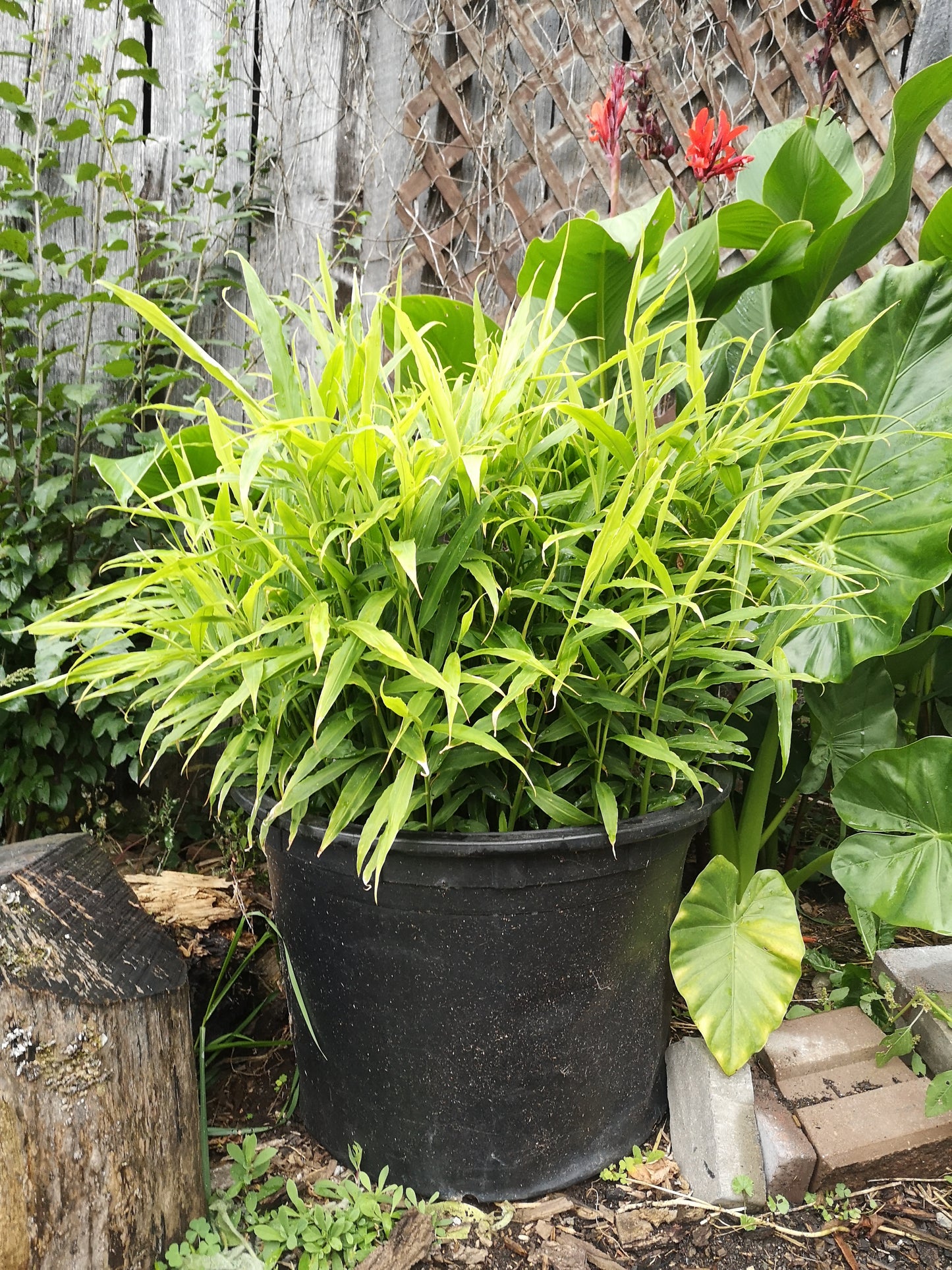 Ginger seedlings (plugs) for local pick up only (May)