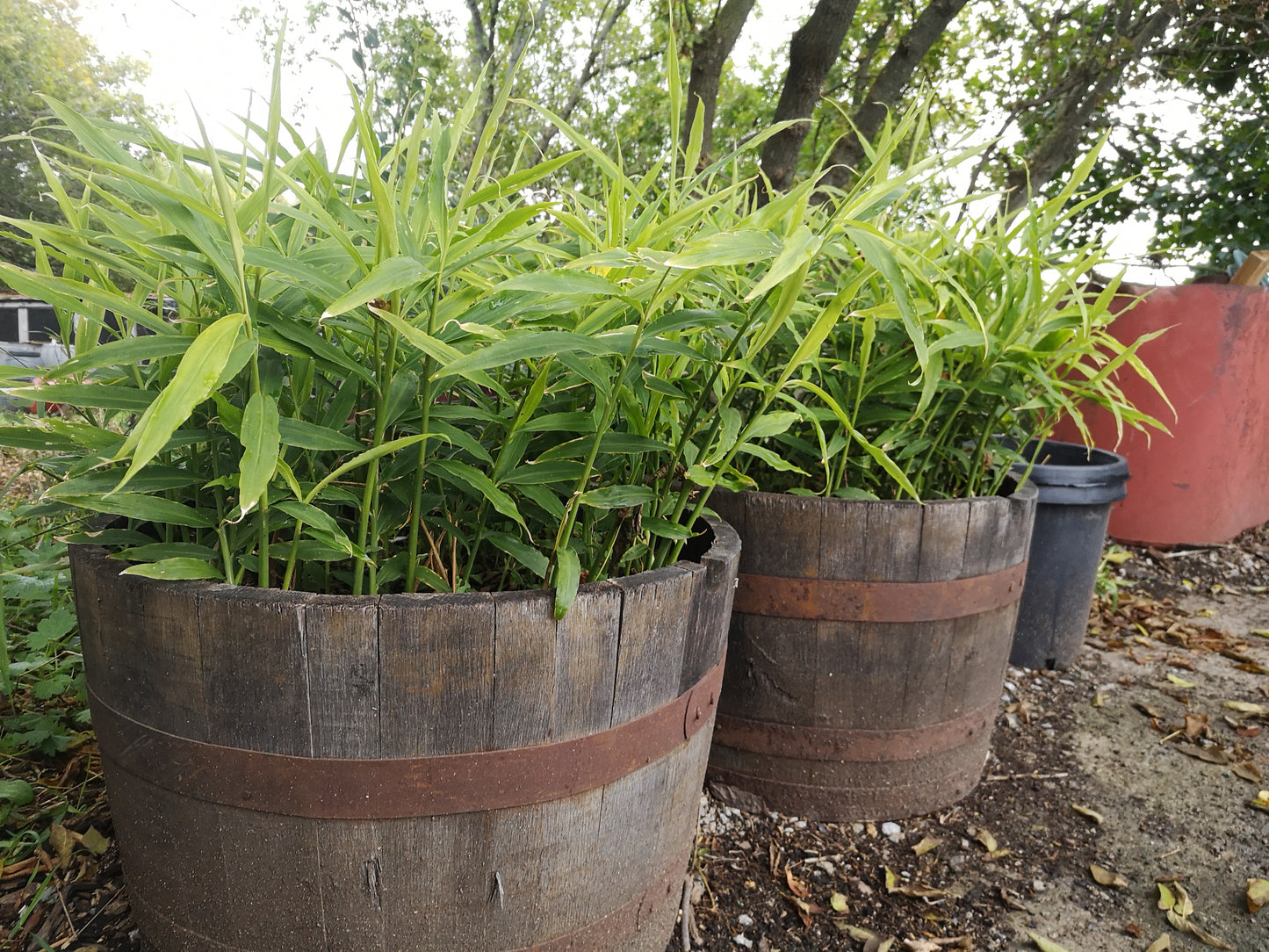 Ginger seedlings (plugs) for local pick up only (May)