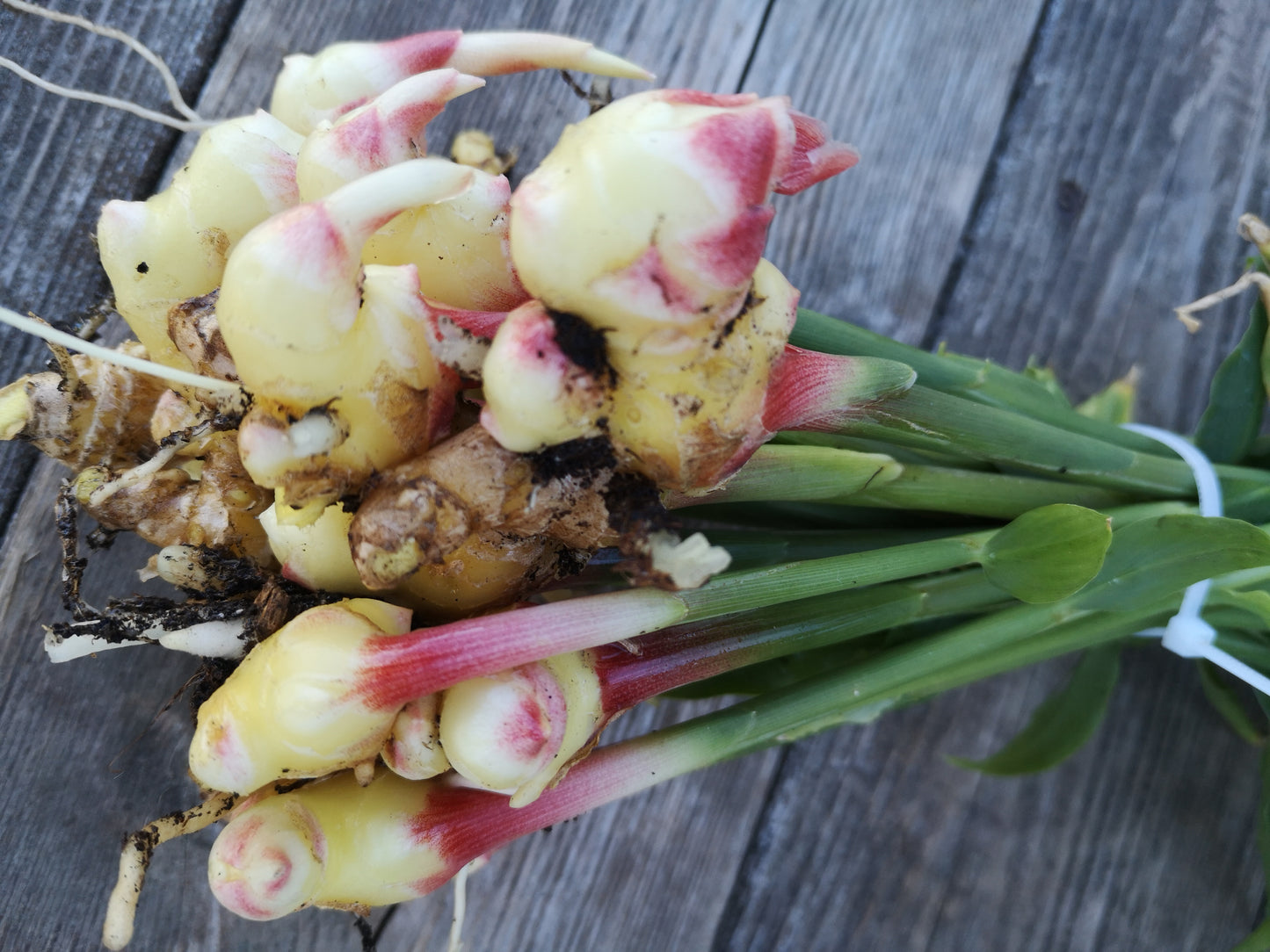 Ginger seedlings (plugs) for local pick up only (May)