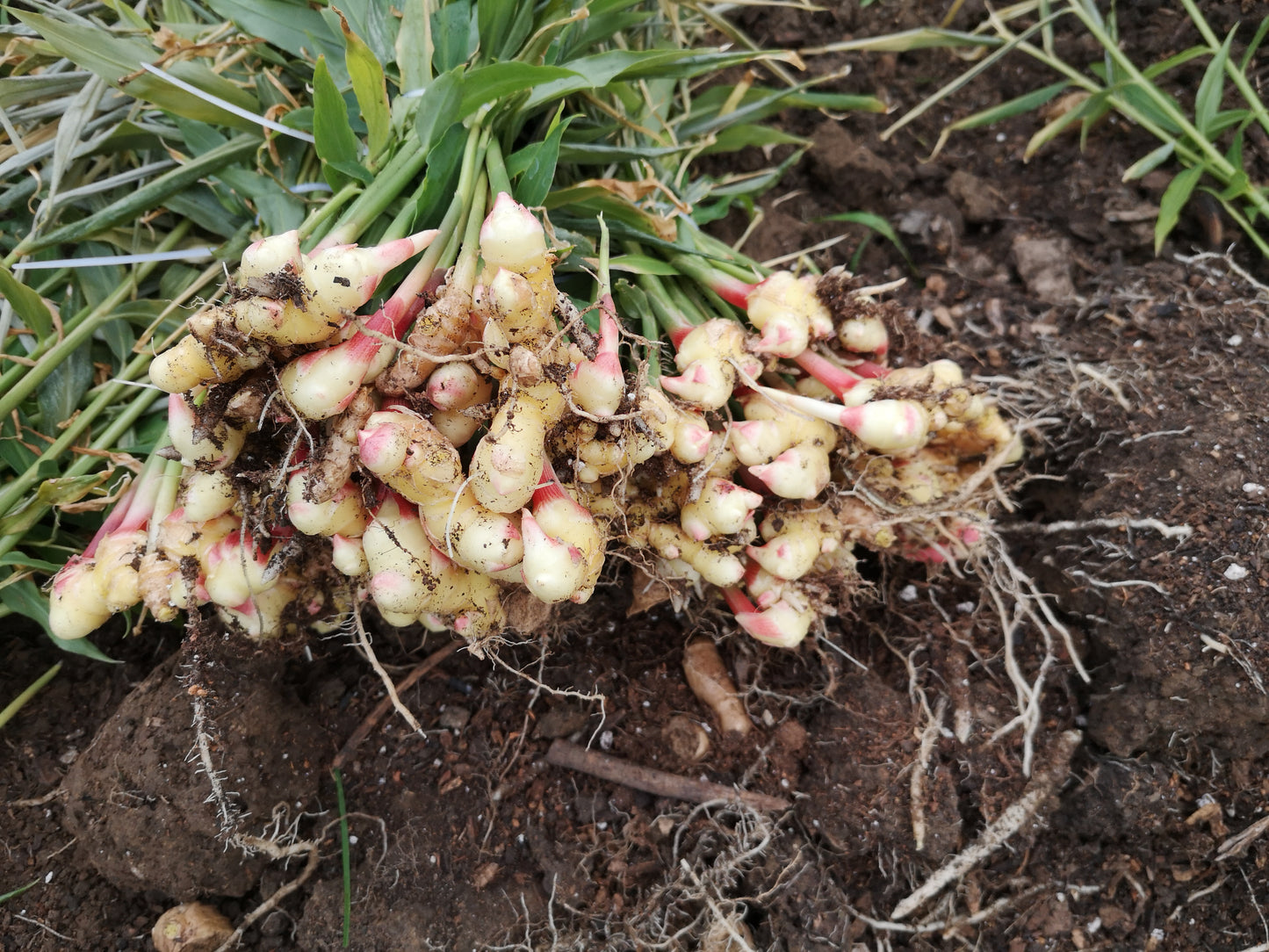 Ginger seedlings (plugs) for local pick up only (May)