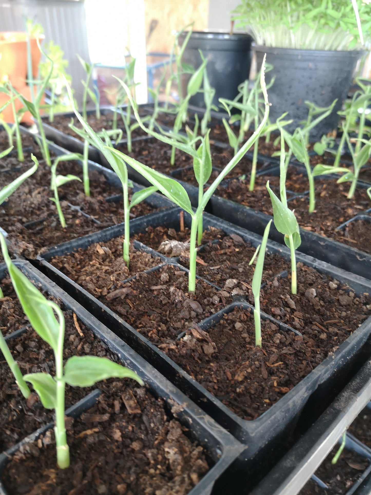 Ginger seedlings (plugs) for local pick up only (May)