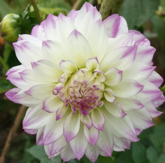 White with lilac frosted tipped fern cliff illusion dinnerplate dahlia tuber flower.