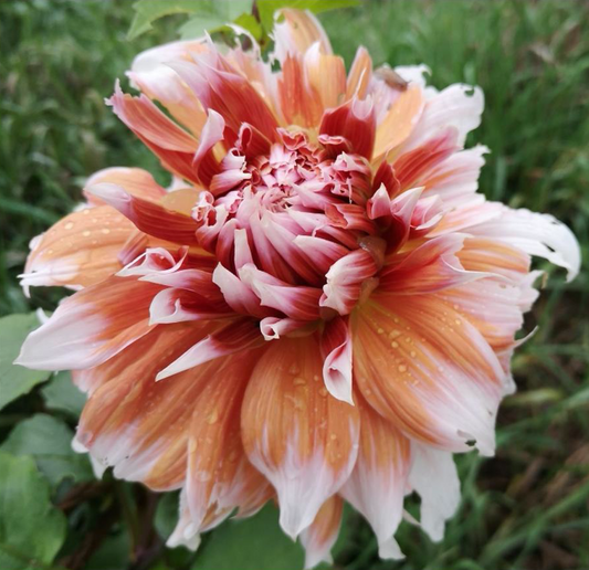 A frost nip dinnerplate dahlia tuber with wide, salmon pink petals