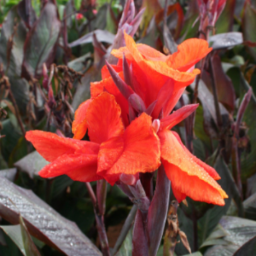 An image of Red King Humbert Red Canna with bright red flowers
