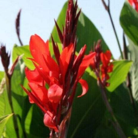 A canna lily Robert kemp variety with striking red flowers.