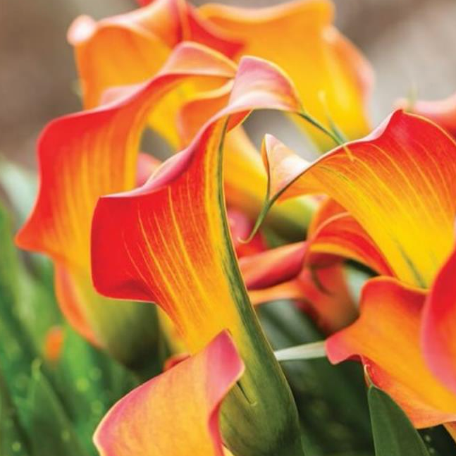 A calla lily morning sun tuber with an intense shade of sunny yellow through apricot orange to candy apple red with a striking splash of green extending from the midrib