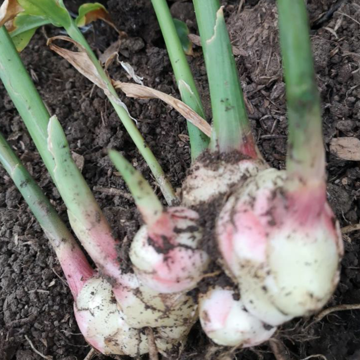 Ginger sprouts laying on a bed of soil freshly pulled from the earth.