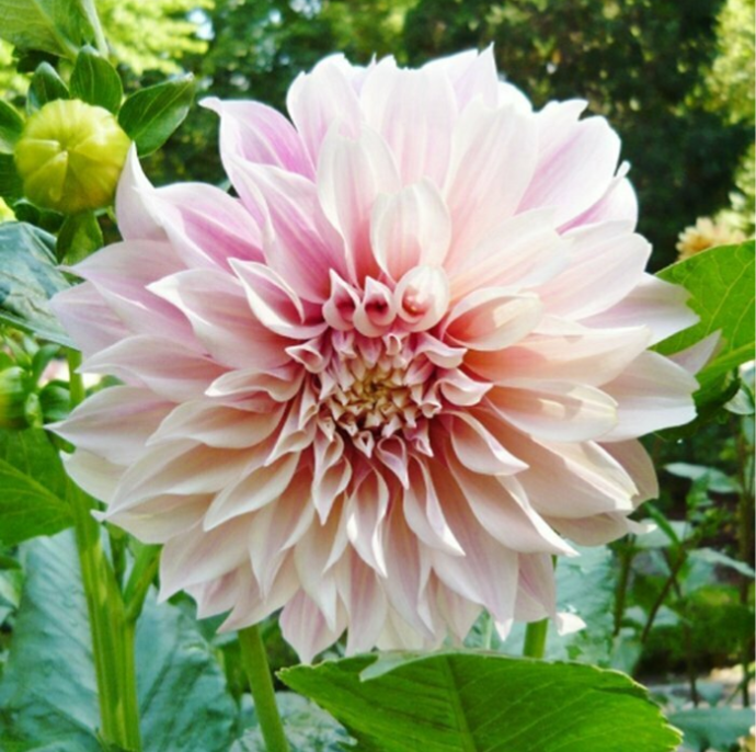 Large and fluffy light pink bloom.