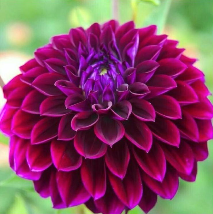 Dark purple and fuchsia diva dinner-late dahlia tuber