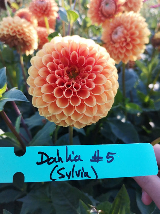 Sylvia Dahlia Tubers (SOLD OUT)