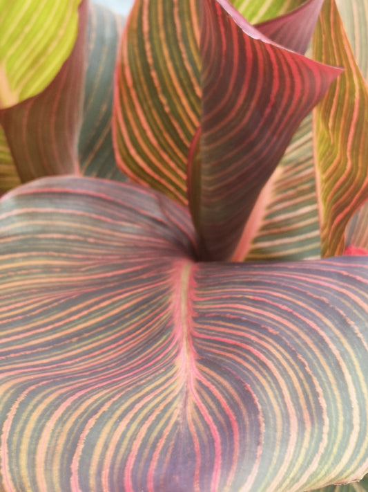 Durban Canna Lily Bulbs (Available for pick up anytime) - SOLD OUT