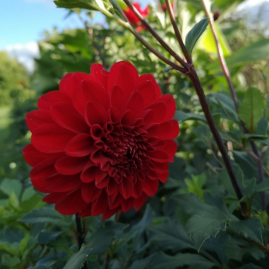 Vibrant red bloom dalian