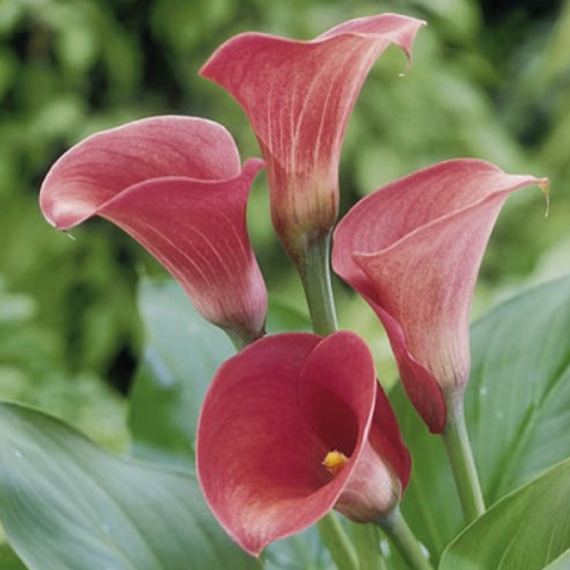 Rich, deep pink trumpet shaped calla lily captain romance tuber.