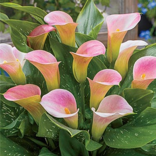 Calla Lily Captain Marrero Tuber SOLD OUT